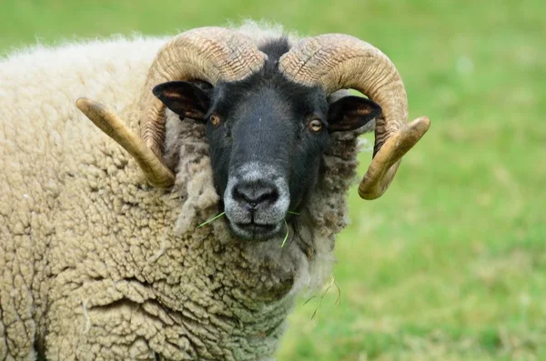 Ram Olhando Para Câmera — Fotografia de Stock