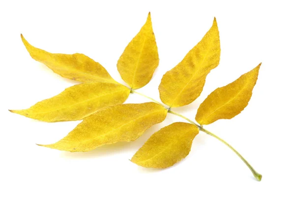 Gałązka Żółtym Jesiennym Liści Nad Białym — Zdjęcie stockowe