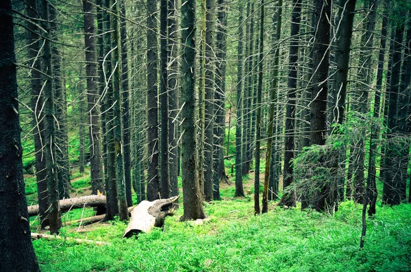 Floresta Escura Com Muitas Árvores Grama Montanhas Dos Cárpatos Ucrânia — Fotografia de Stock