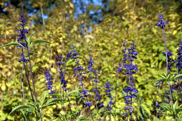 Purple Salvia Viridis Flowers Annual Clary Sage Jardín Poco Cielo — Foto de Stock