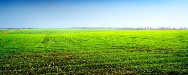 Campo Cultivos Verdes Invierno Cielo Despejado — Foto de Stock