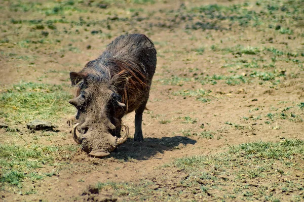 Warthog Sabana Del Parque Tarangire Tanzania — Foto de Stock