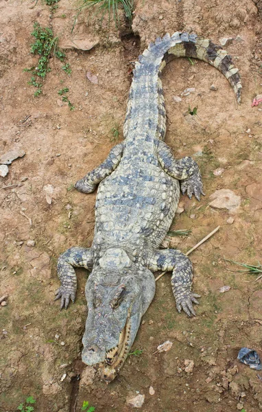 Krokodilok Napfény Mellett — Stock Fotó