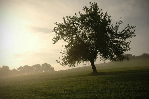 Arbre Unique Tôt Matin Automne — Photo