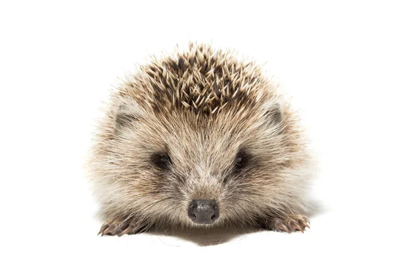 Photograph Depicted Hedgehog White Background — Stock Photo, Image