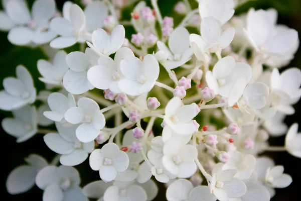 Fleurs Blanches Les Pétales Sont Petits Fleurs Végétales Belles Fleurs — Photo