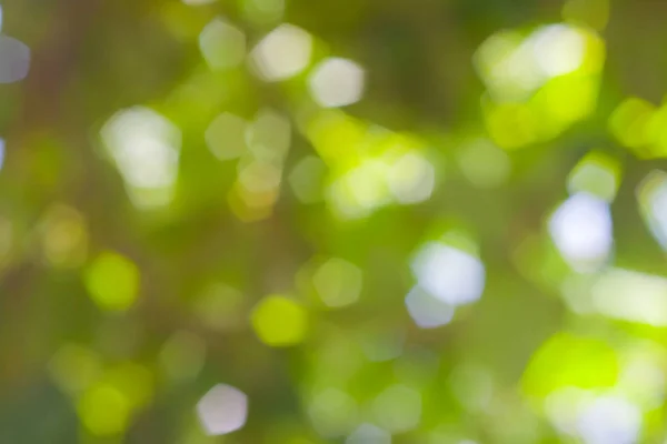 Bokeh Blurred Out Focus Background — Stock Photo, Image