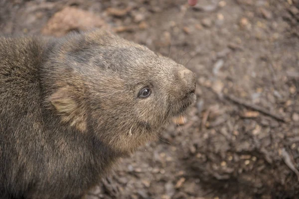 Μεγάλο Αξιολάτρευτο Wombat Κατά Διάρκεια Της Ημέρας Αναζητούν Χλόη Για — Φωτογραφία Αρχείου