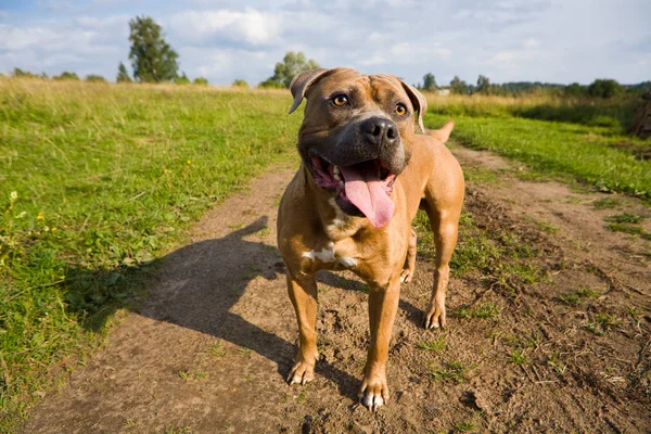 Amerikanischer Staffordshire Terrier Auf Der Feldstraße — Stockfoto