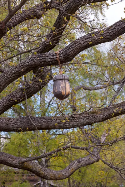 Bellota Madera Colgando Del Árbol —  Fotos de Stock