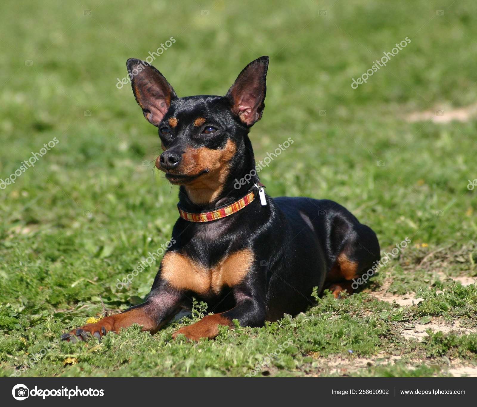 cute miniature pinscher