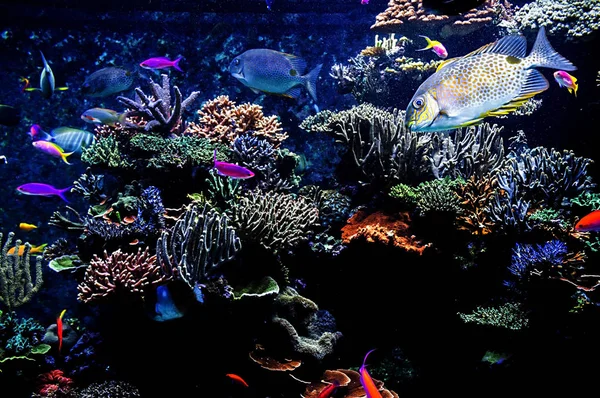 Akvarijní Ryby Singapuru — Stock fotografie