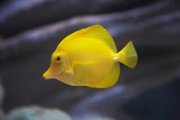 Yellow Tang Zebrasoma Flavescens Yellow Sailfin Surgeonfish — 스톡 사진