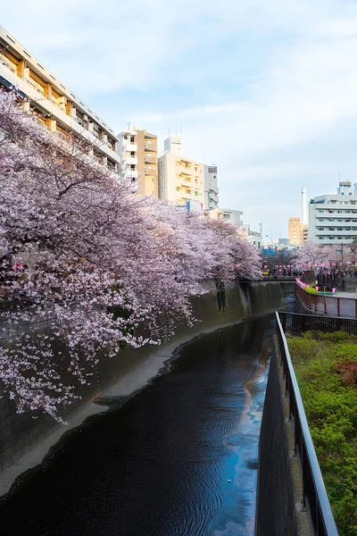Цвіт Сакури Токіо — стокове фото