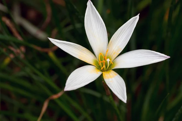 Άσπρη Βροχή Λίλι Λουλούδι Μια Ηλιόλουστη Μέρα Άνοιξη — Φωτογραφία Αρχείου