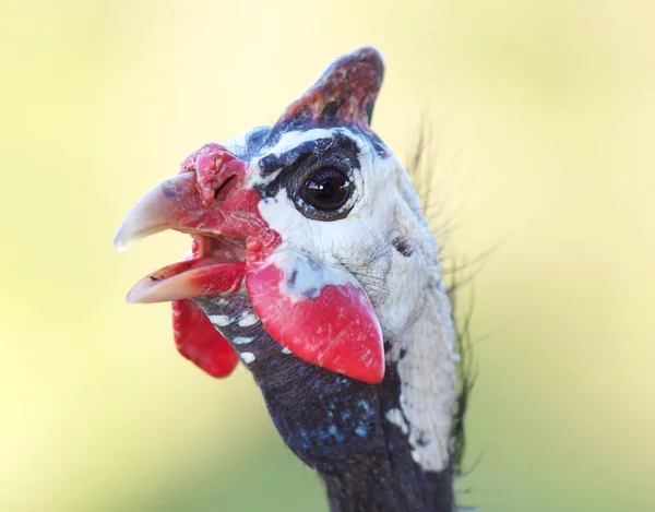 Guinea Fowl Head Primer Plano Sobre Fondo Verde Borroso — Foto de Stock