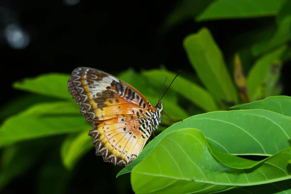 Μια Πεταλούδα Που Αναπαύεται Φύλλο — Φωτογραφία Αρχείου