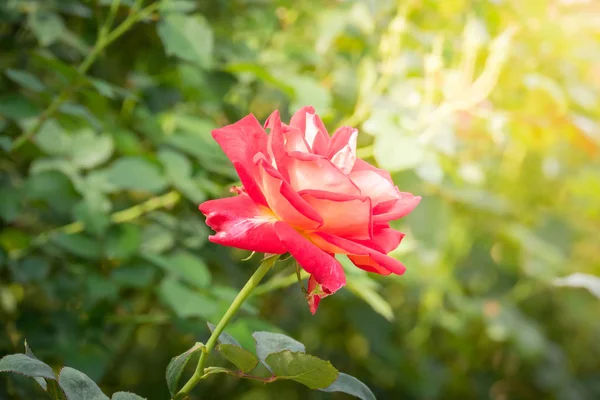 Rosas Jardim Rosas São Bonitas Com Belo Dia Ensolarado — Fotografia de Stock