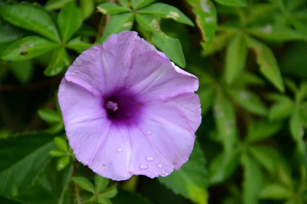 Closeup Purple Convolvulus Sabatius — Stock Photo, Image