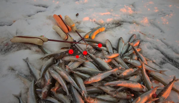 Pesca Mar Báltico — Foto de Stock