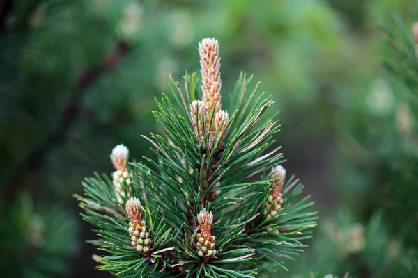 Branches of a dwarf mountain pine (Pinus mugo).