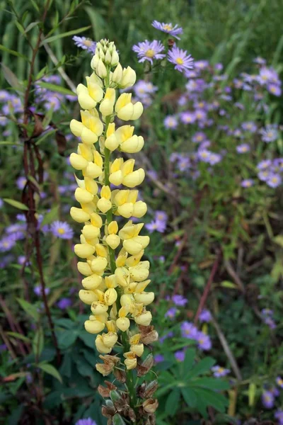 Začátku Října Botanické Zahradě Severu Německa Kvete Žlutý Lupín — Stock fotografie