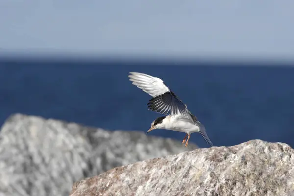 Common Tern Sterna Hirundo Flight Suho Island Ladoga Lake — Stock Photo, Image