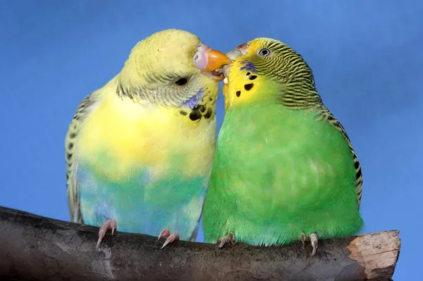 Membiakkan Sepasang Budgies Dengan Burung Budgie Jantan Memberi Makan Pasangannya — Stok Foto