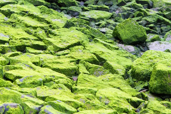 Moss Malezas Marinas Cubiertas Rocas Cerca Costa Del Océano —  Fotos de Stock