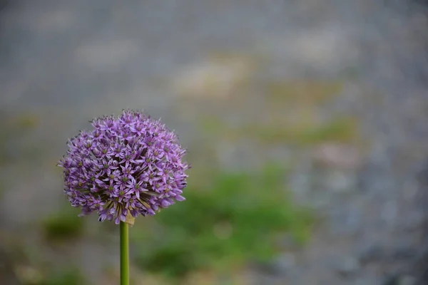 Primer Plano Florecimiento Flor Púrpura — Foto de Stock
