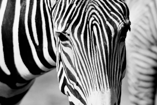 Zwart Wit Foto Van Zebra Horizontaal Ingelijst Schot — Stockfoto