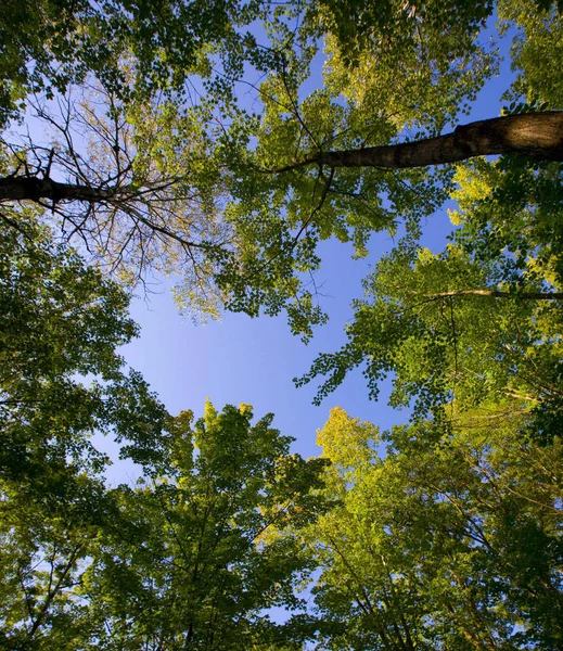 Canopy Agosto Una Noche Bosque Del Norte Minnesota — Foto de Stock