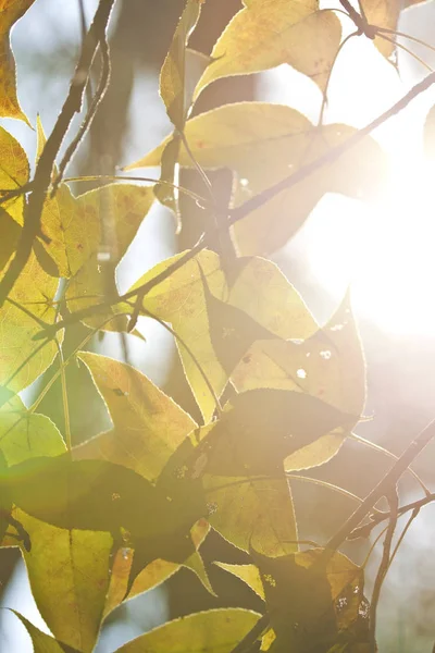 Folhas Verdes Sob Luz Solar — Fotografia de Stock