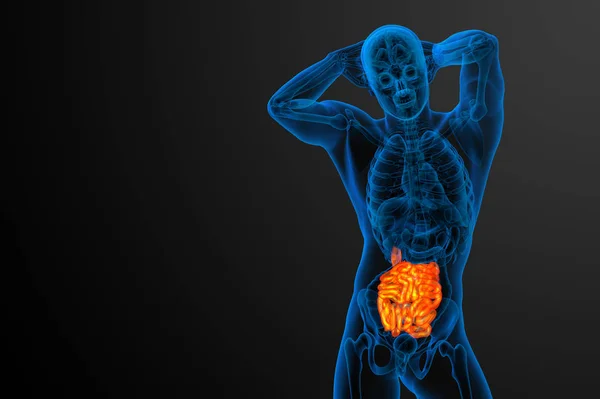 Representada Ilustración Del Intestino Delgado Vista Frontal — Foto de Stock