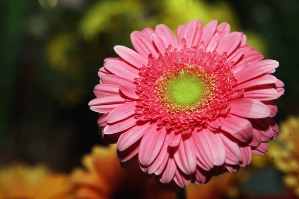 Close Flores Daisy — Fotografia de Stock