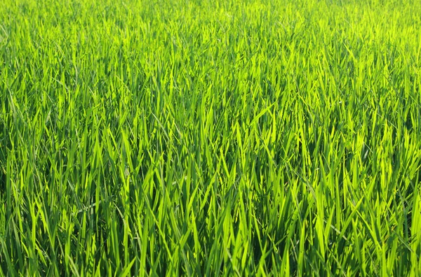 郁郁葱葱的绿色年轻的稻田背景 — 图库照片