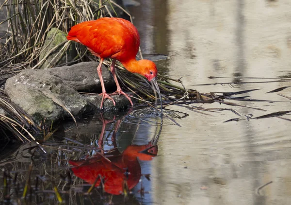 Primer Plano Rojo Escarlata Ibis —  Fotos de Stock