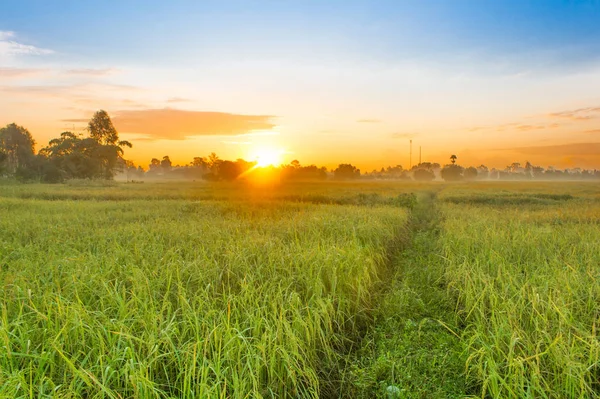 Rijstveld Van Boer Zon Ochtend Tijd Thailand — Stockfoto