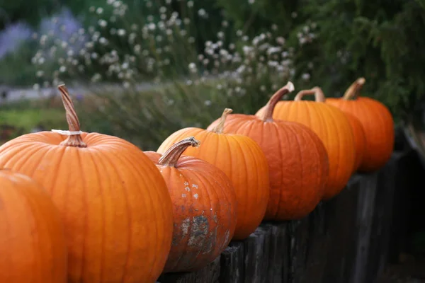 Halloween Citrouilles Nature Morte Avec Fond Naturel — Photo