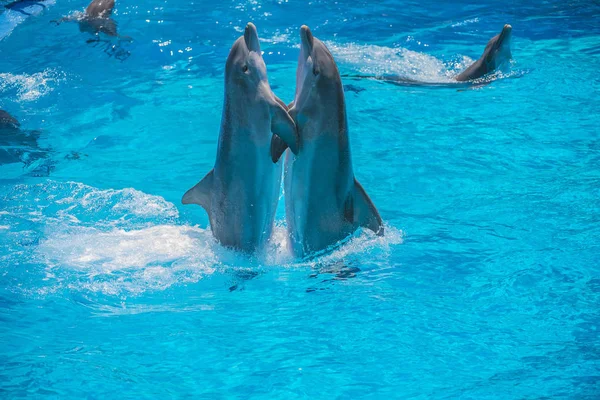 Dolphin Par Har Demonstration Tango Dans Alla Bilder Skjuten Juli — Stockfoto