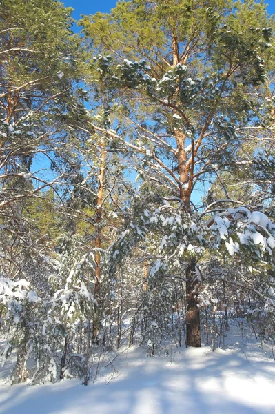 Χειμερινό Τοπίο Στο Δάσος Πεύκα Μετά Από Χιονοπτώσεις — Φωτογραφία Αρχείου
