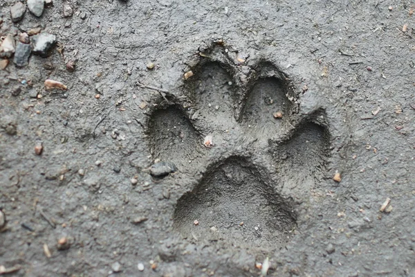 Large Dog Footprint Fresh Imprint Ground — Stock Photo, Image