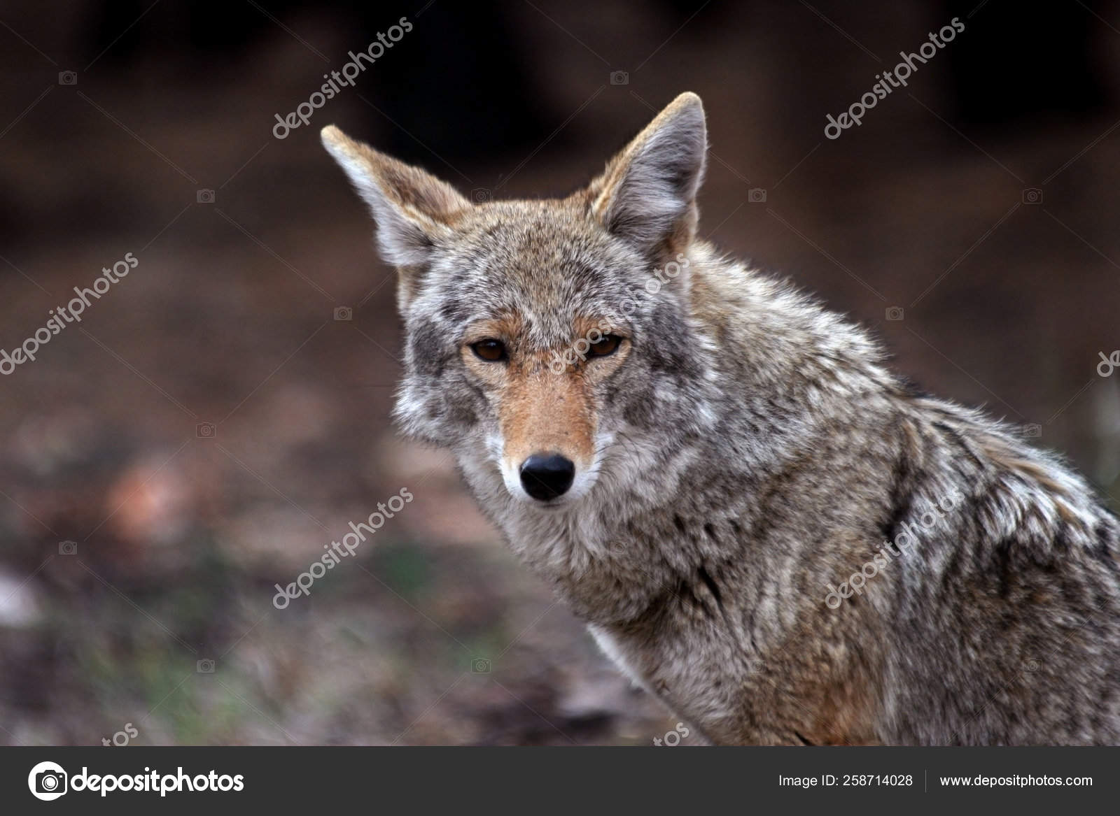 Catalogue of alumni and former students of Yankton College, image size:1600x1167