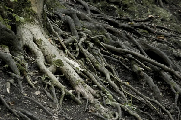 Roots Growing Surface Dark Forest — Stock Photo, Image