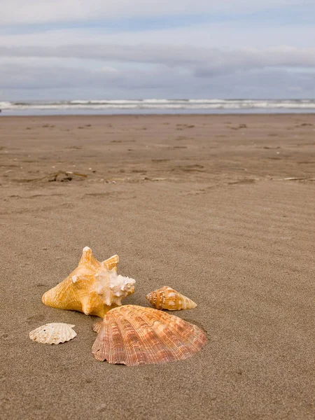 帆立貝とホラ貝シェル風の砂浜のビーチを総なめにしました — ストック写真