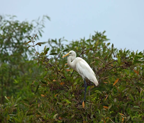 Stora Vita Hägrar Mangrove Gambia — Stockfoto