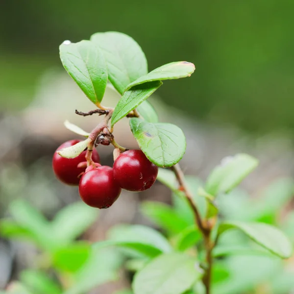 Cowberry Cowberry Green Vegetative Background Wood — Stock Photo, Image