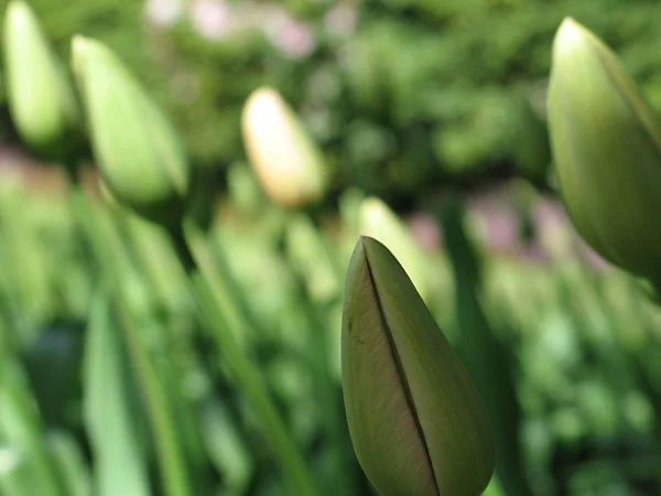 Közeli Tulipsclose Tulipsclose Tulipán — Stock Fotó