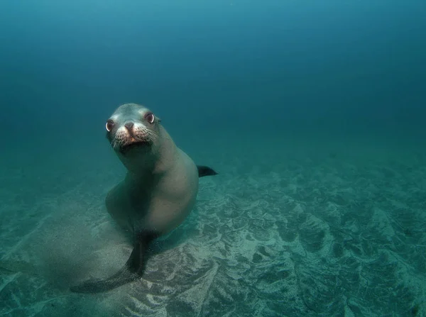 Een Nieuwsgierige Californische Zeeleeuw Zalophus Californianus Kijkt Naar Camera Tijdens — Stockfoto