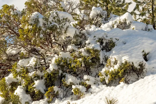 Plantas Del Desierto Bajo Nieve Cambio Climático Sur California Big —  Fotos de Stock